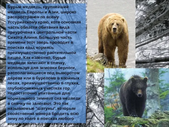 Бурый медведь, крупнейший медведь Европы и Азии, широко распространен по всему Уссурийскому