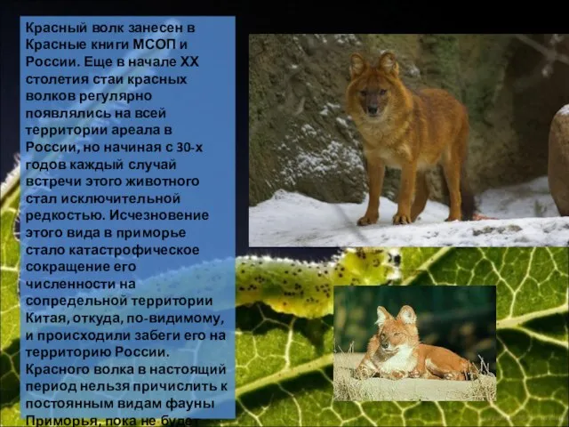 Красный волк занесен в Красные книги МСОП и России. Еще в начале