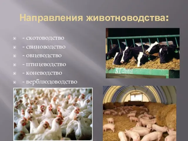 Направления животноводства: - скотоводство - свиноводство - овцеводство - птицеводство - коневодство - верблюдоводство
