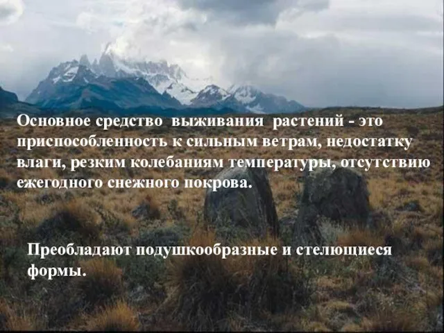 Основное средство выживания растений - это приспособленность к сильным ветрам, недостатку влаги,