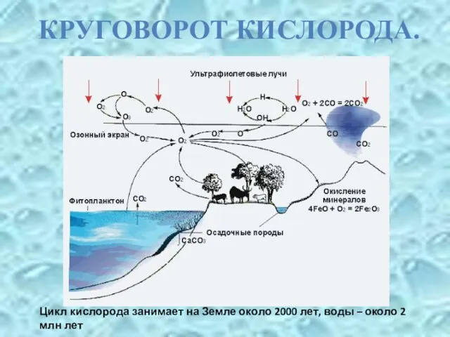 Цикл кислорода занимает на Земле около 2000 лет, воды – около 2 млн лет КРУГОВОРОТ КИСЛОРОДА.