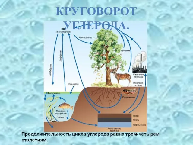 Продолжительность цикла углерода равна трем-четырем столетиям. КРУГОВОРОТ УГЛЕРОДА.