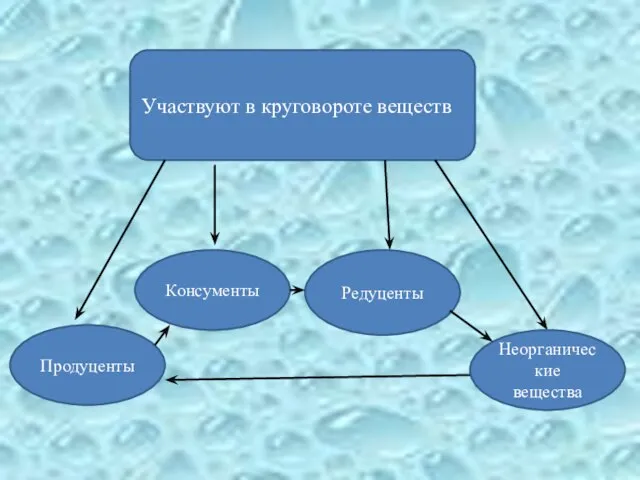 Участвуют в круговороте веществ Продуценты Консументы Редуценты Неорганические вещества