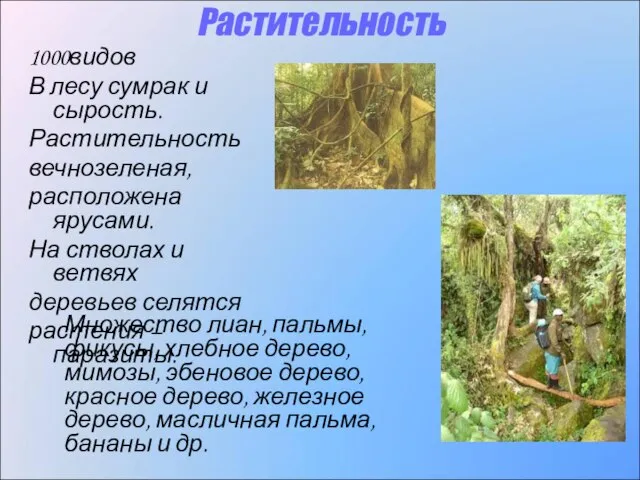 Растительность 1000видов В лесу сумрак и сырость. Растительность вечнозеленая, расположена ярусами. На