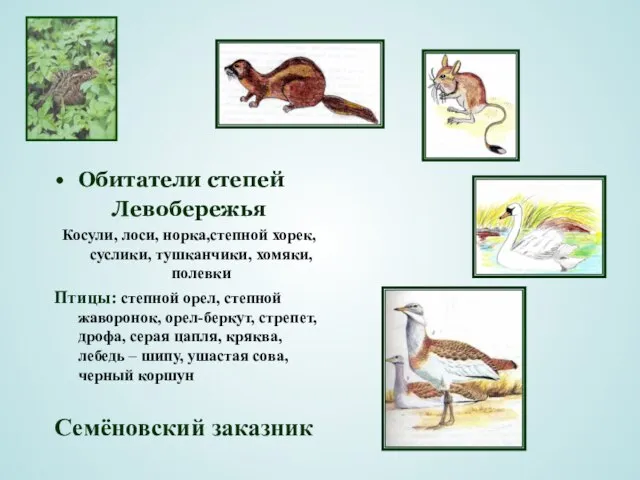 Обитатели степей Левобережья Косули, лоси, норка,степной хорек, суслики, тушканчики, хомяки, полевки Птицы: