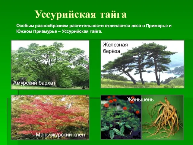 Уссурийская тайга Особым разнообразием растительности отличаются леса в Приморье и Южном Приамурье