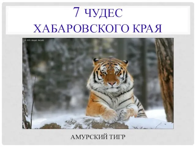 7 ЧУДЕС ХАБАРОВСКОГО КРАЯ АМУРСКИЙ ТИГР