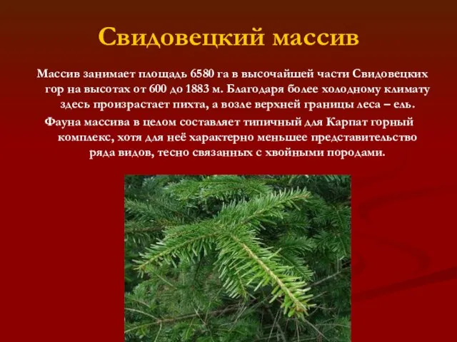 Свидовецкий массив Массив занимает площадь 6580 га в высочайшей части Свидовецких гор