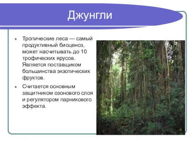 Джунгли Тропические леса — самый продуктивный биоценоз, может насчитывать до 10 трофических