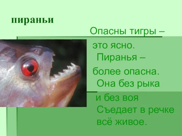 пираньи Опасны тигры – это ясно. Пиранья – более опасна. Она без