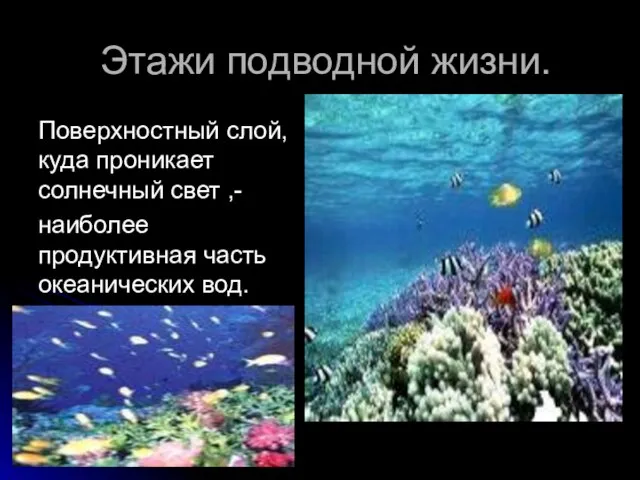 Этажи подводной жизни. Поверхностный слой, куда проникает солнечный свет ,- наиболее продуктивная часть океанических вод.