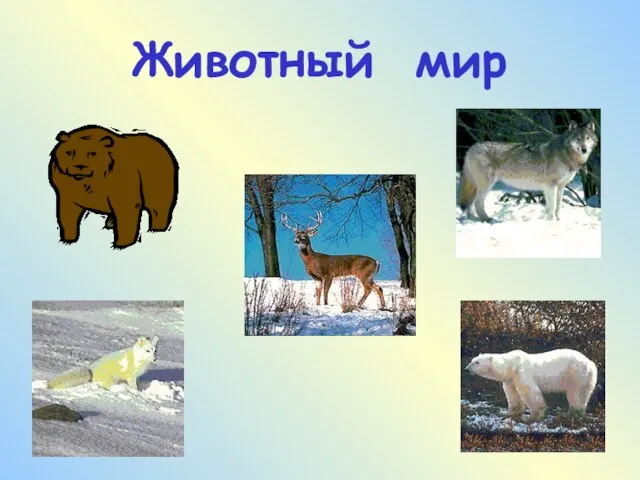 Животный мир