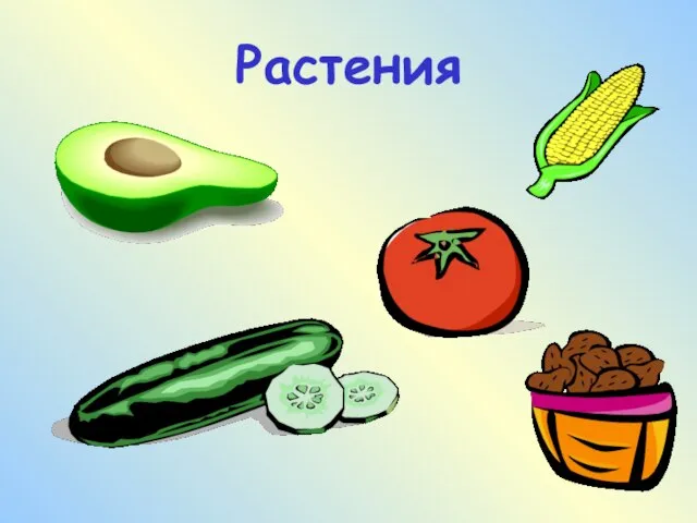 Растения