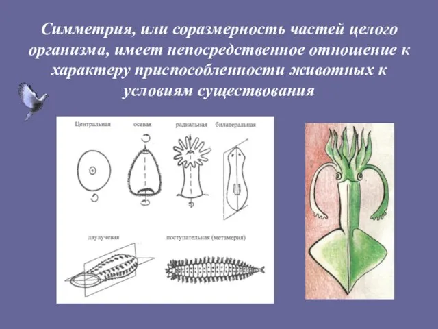 Симметрия, или соразмерность частей целого организма, имеет непосредственное отношение к характеру приспособленности животных к условиям существования