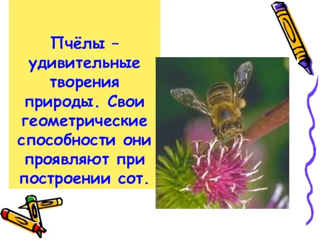 Пчёлы – удивительные творения природы. Свои геометрические способности они проявляют при построении сот.