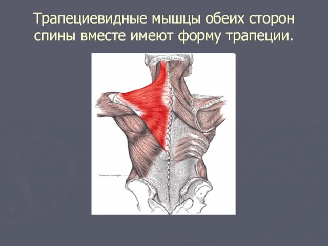 Трапециевидные мышцы обеих сторон спины вместе имеют форму трапеции.