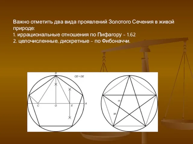 Важно отметить два вида проявлений Золотого Сечения в живой природе: 1. иррациональные