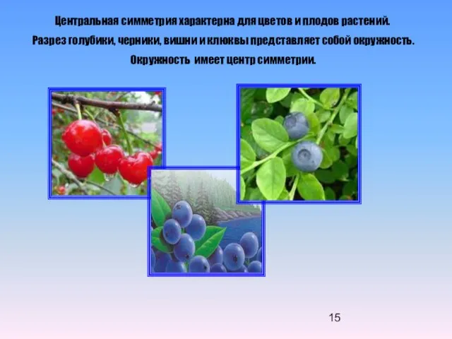 Центральная симметрия характерна для цветов и плодов растений. Разрез голубики, черники, вишни