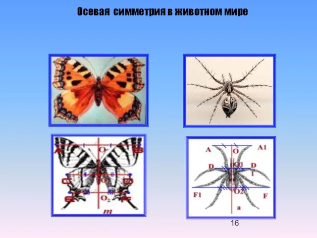 Осевая симметрия в животном мире