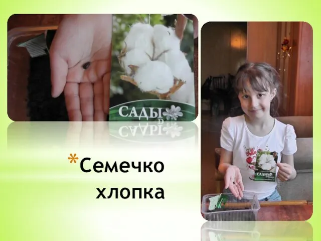 Семечко хлопка