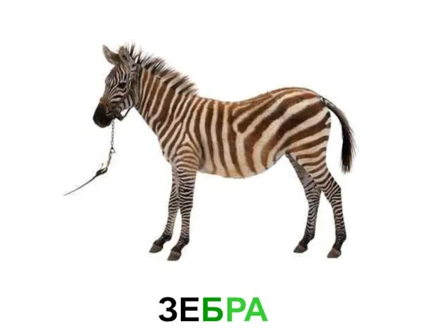 ЗЕБРА