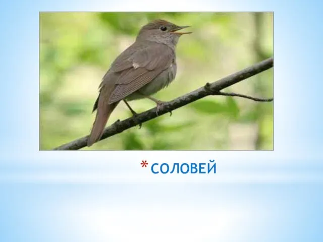 СОЛОВЕЙ