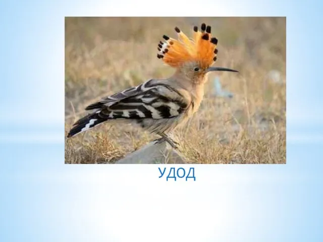 УДОД