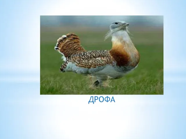 ДРОФА