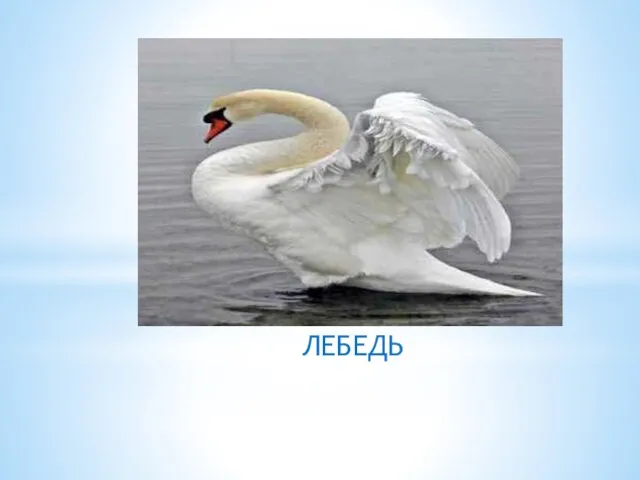 ЛЕБЕДЬ