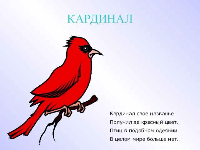 КАРДИНАЛ Кардинал свое названье Получил за красный цвет. Птиц в подобном одеянии
