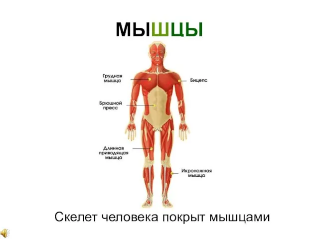 МЫШЦЫ Скелет человека покрыт мышцами