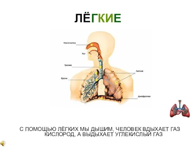 ЛЁГКИЕ С ПОМОЩЬЮ ЛЁГКИХ МЫ ДЫШИМ, ЧЕЛОВЕК ВДЫХАЕТ ГАЗ КИСЛОРОД, А ВЫДЫХАЕТ УГЛЕКИСЛЫЙ ГАЗ