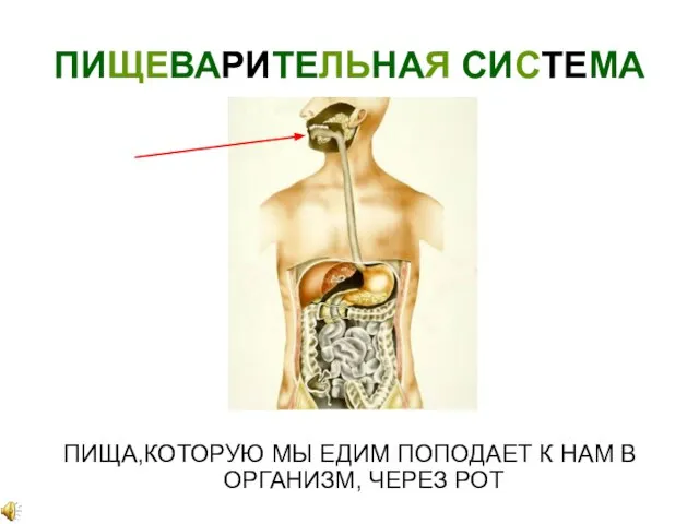 ПИЩЕВАРИТЕЛЬНАЯ СИСТЕМА ПИЩА,КОТОРУЮ МЫ ЕДИМ ПОПОДАЕТ К НАМ В ОРГАНИЗМ, ЧЕРЕЗ РОТ