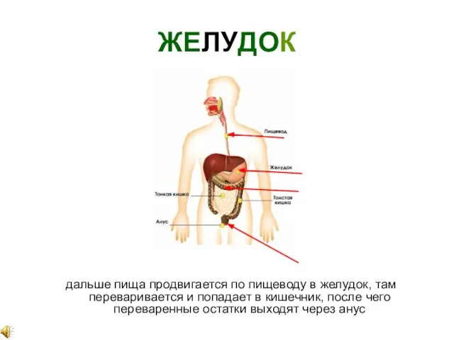 ЖЕЛУДОК дальше пища продвигается по пищеводу в желудок, там переваривается и попадает