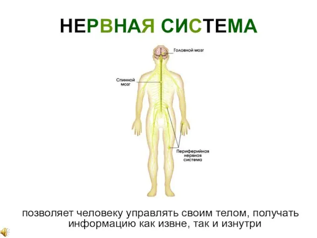 НЕРВНАЯ СИСТЕМА позволяет человеку управлять своим телом, получать информацию как извне, так и изнутри