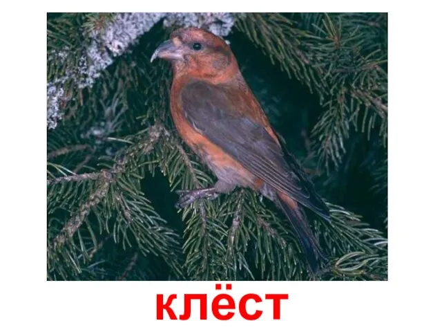 клёст