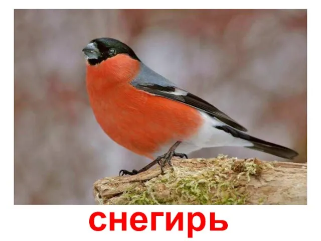 снегирь