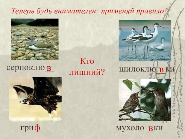 Теперь будь внимателен: применяй правило! серпоклю__ шилоклю__ки гри__ мухоло__ки Кто лишний? в ф в в