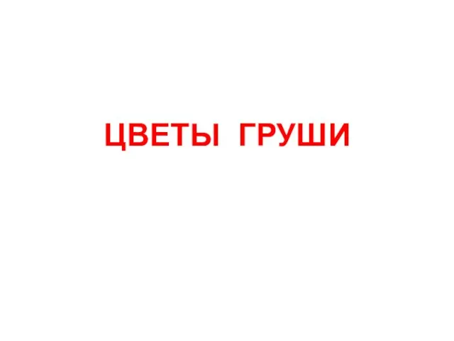 ЦВЕТЫ ГРУШИ