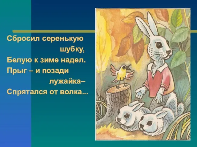 Сбросил серенькую шубку, Белую к зиме надел. Прыг – и позади лужайка– Спрятался от волка...