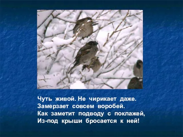 Чуть живой. Не чирикает даже. Замерзает совсем воробей. Как заметит подводу с