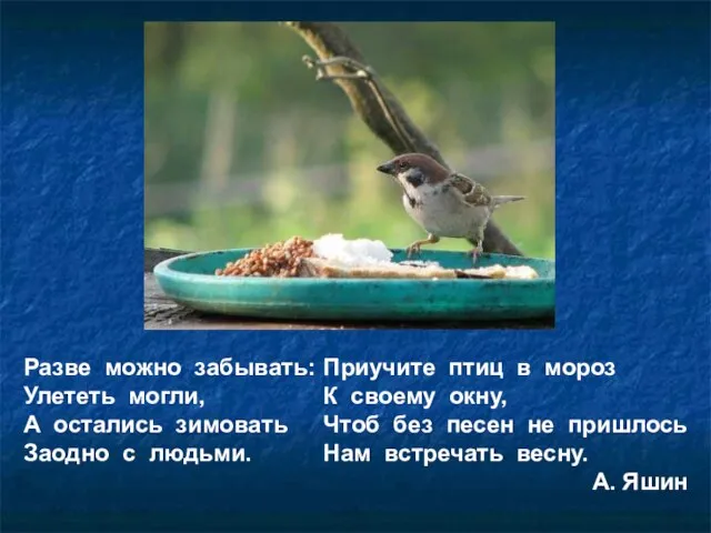 Разве можно забывать: Улететь могли, А остались зимовать Заодно с людьми. Приучите