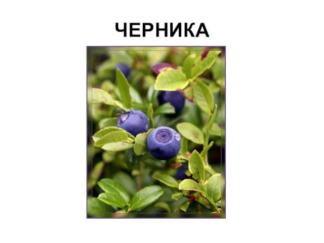 ЧЕРНИКА