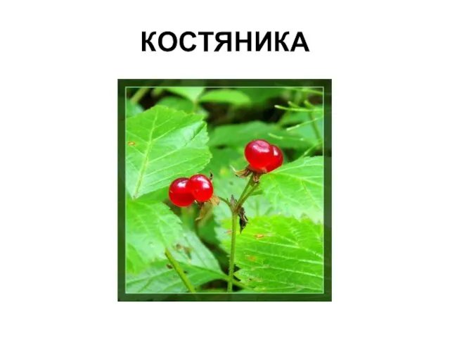 КОСТЯНИКА