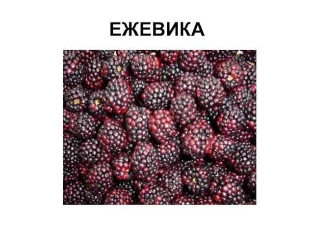 ЕЖЕВИКА