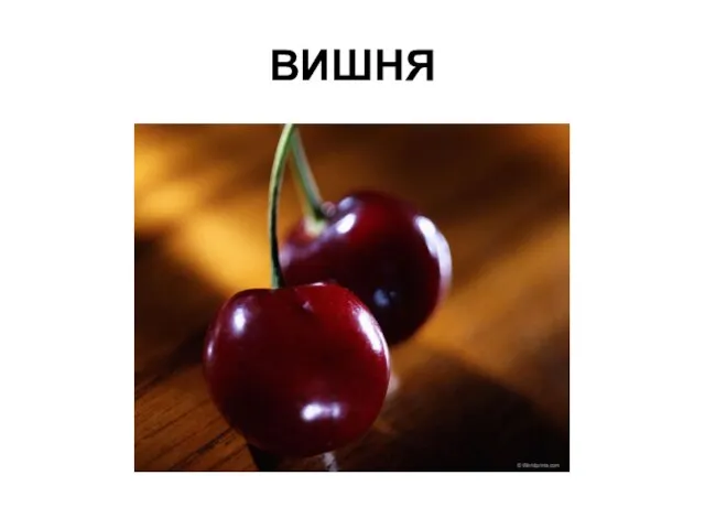 ВИШНЯ