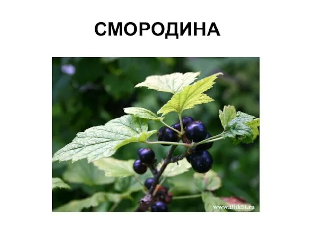 СМОРОДИНА