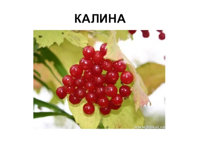 КАЛИНА