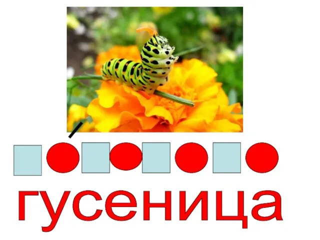 гусеница