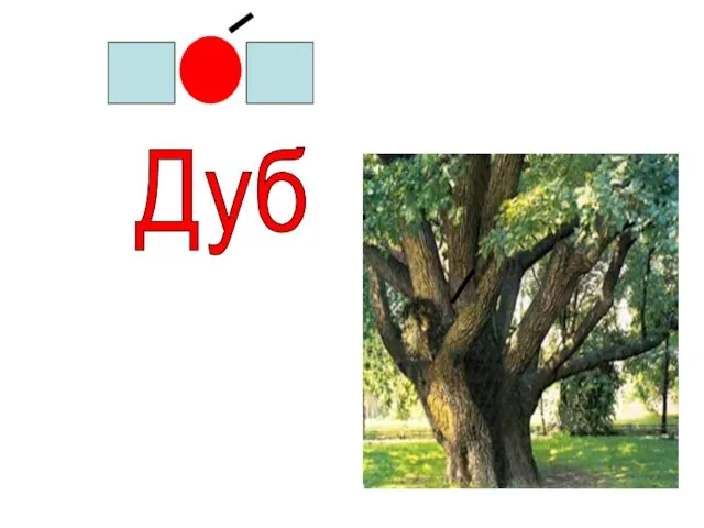 Дуб